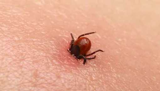 Japón registra la primera muerte de un ser humano a causa del virus de la garrapata