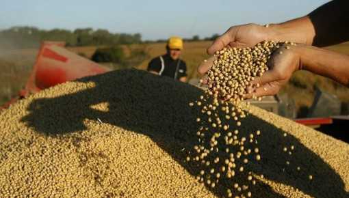 La venta de soja cayó 45% en junio por la brecha cambiaria