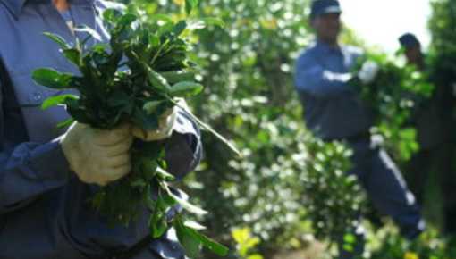 Productores en crisis: se desploma la cosecha de yerba mate